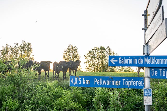 Pellwormer Wagyu-Rinder