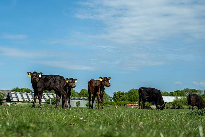 Wagyu-Rinderzucht auf Pellworm