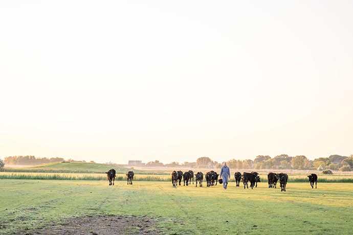 Wagyu-Rinder auf der Insel Pellworm vom Peterssens Hof